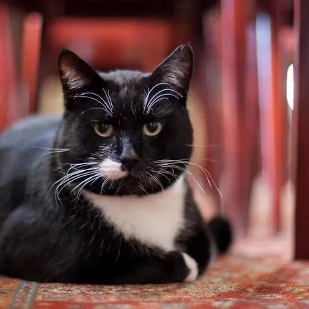 Manor ホテル Saka